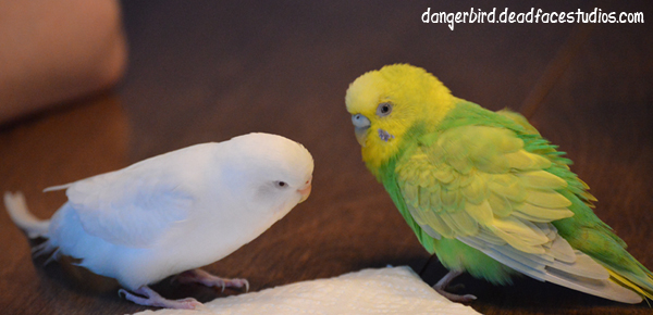 The Danger Bird webcomic birds irl - Danger Bird and White Bird 