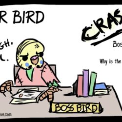 boss bird