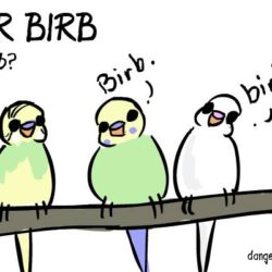 birb